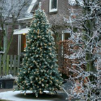 Елки Triumfh Tree